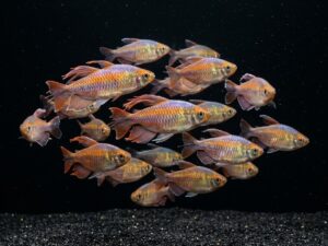 Congo Tetra (Phenacogrammus interruptus)