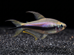 emperor-palmeri-tetra