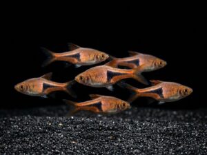 Espei Rasbora (Trigonostigma espei)