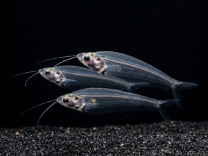 Glass Catfish