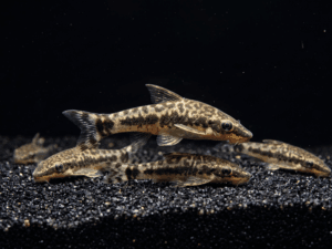 Otocinclus (Otocinclus spp.)