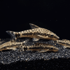 otocinclus