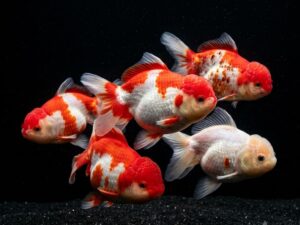 red-and-white-oranda-goldfish