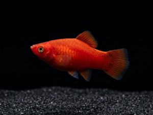 red-coral-platy