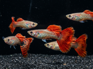 Red Dragon Snakeskin Guppy (Poecilia reticulata)