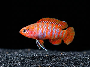 Scarlet Badis (Dario dario)
