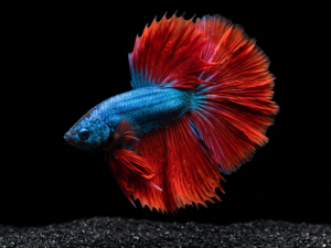siamese-fighting-fish-betta