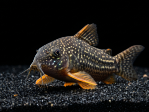 Sterbai Corydoras (Corydoras sterbai)