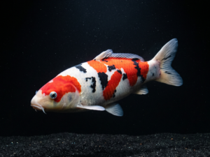 taisho-sanshoku-koi