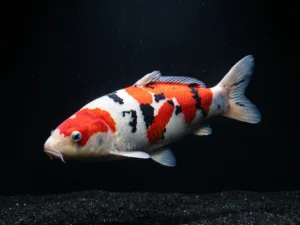 taisho-sanshoku-koi