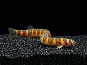 thai-kuhli-loach-eel