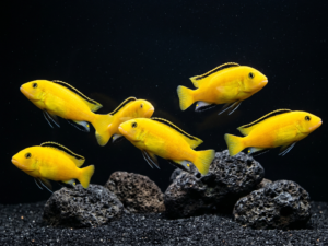 yellow-prince-cichlid-electric-yellow