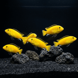 yellow-prince-cichlid-electric-yellow