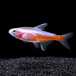 Albino Cardinal Tetra