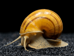Apple Snail