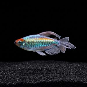 Congo Tetra 2