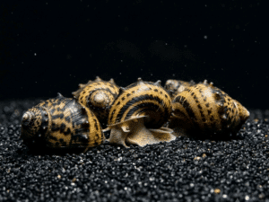 horned-nerite-snail-2