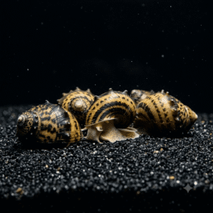 horned-nerite-snail-2