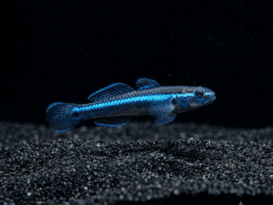 neon-blue-goby-stiphodon-atropurpureus