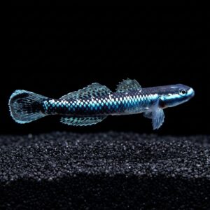 Neon Blue Goby