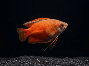 red-honey-gourami