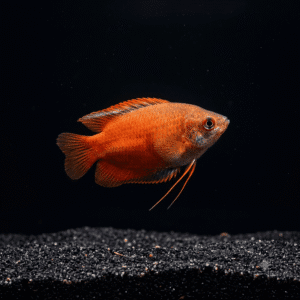 red-honey-gourami