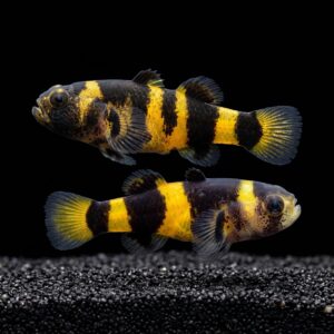 bumblebee-goby