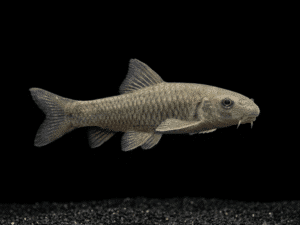 Garra Rufa (Garra rufa) - Genuine Doctor Fish & Active Algae Scavenger