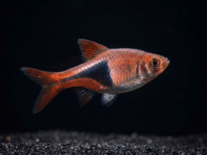 harlequin-rasbora