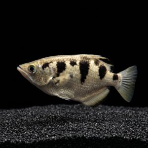 banded-archerfish