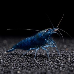 blue-diamond-neocaridina-shrimp