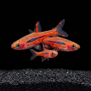 chili-rasbora