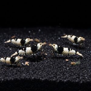 crystal-black-caridina-shrimp