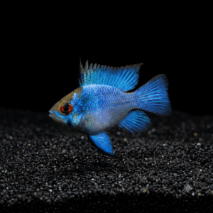 electric-blue-balloon-ram