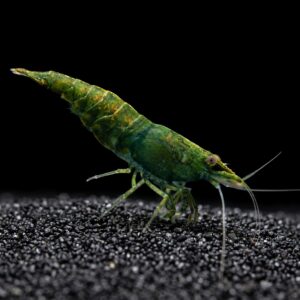 green-jade-neocaridina-shrimp