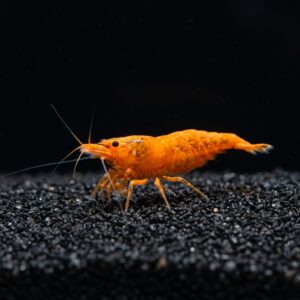 orange-pumpkin-neocaridina-shrimp