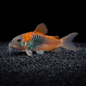 orange-venezuelan-corydoras