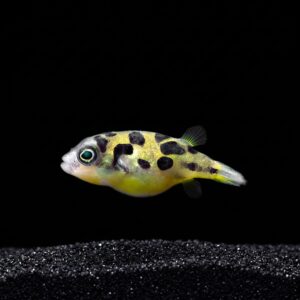 pea-puffer-fish