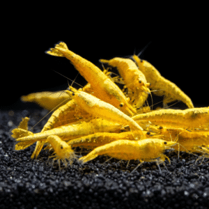 yellow-golden-back-shrimp