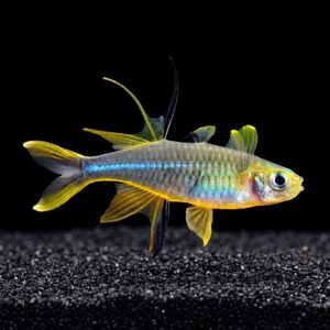 celebes-rainbowfish