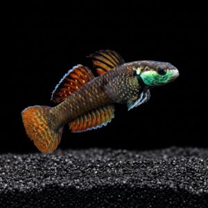 rainbow-goby