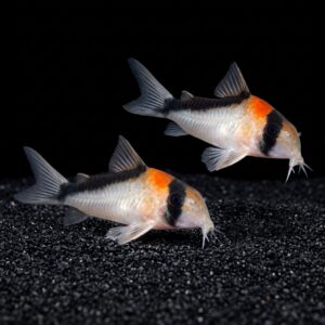 Adolfoi corydora