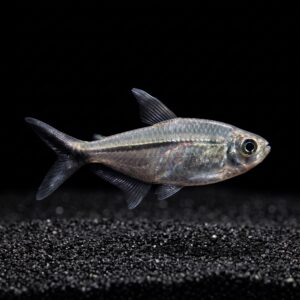 Costae Tetra