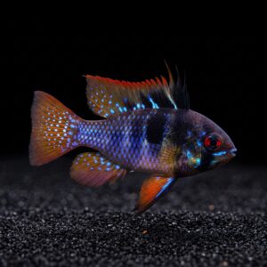 dark-german-blue-ram