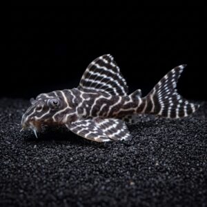 l333 king tiger pleco
