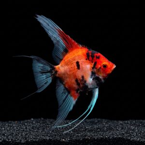 red devil angelfish