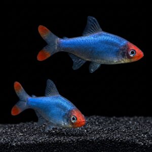 rummynose rasbora