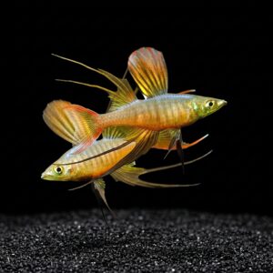 threadfin rainbowfish